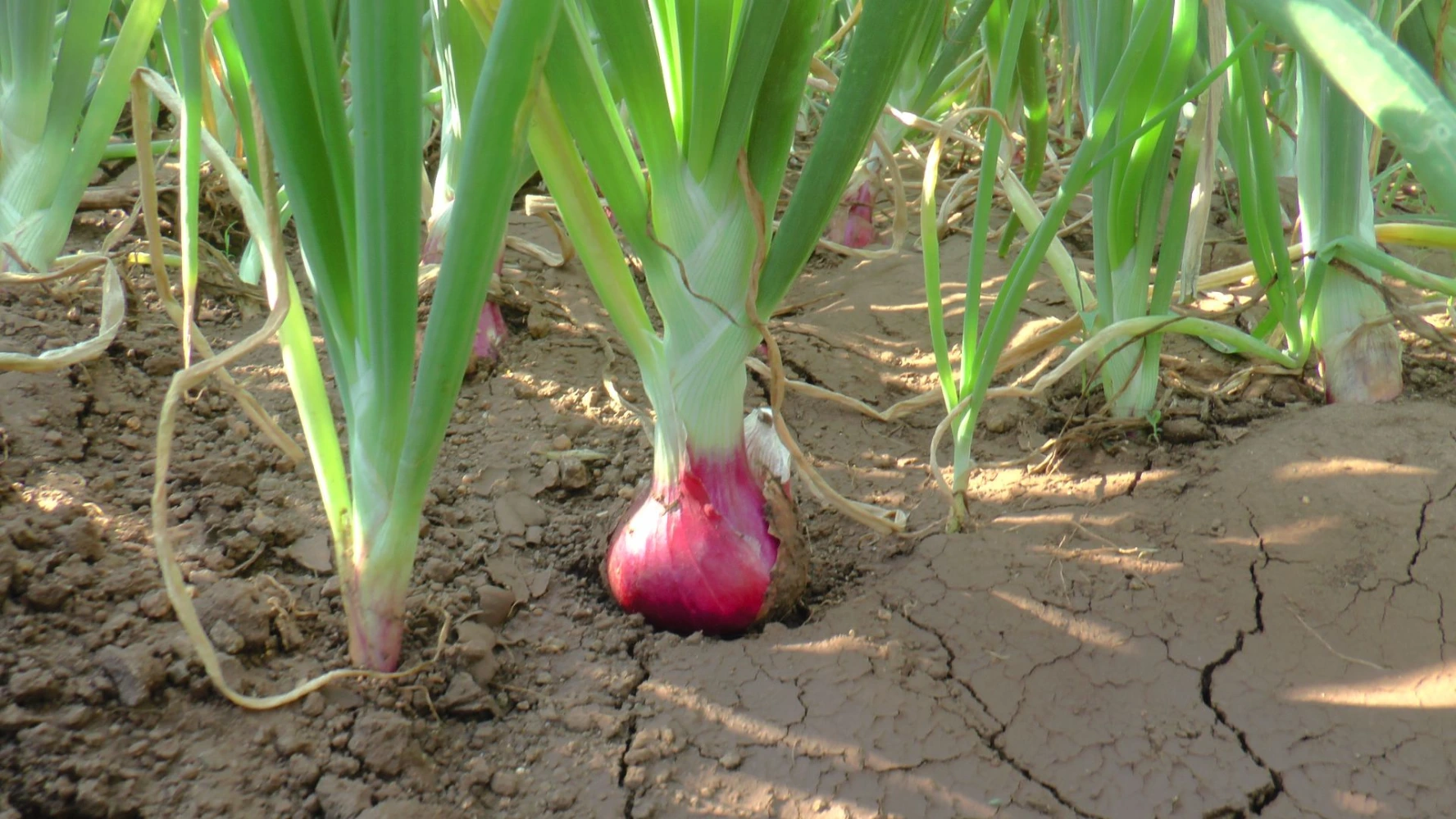 onion bulb quality size color humalite soil application