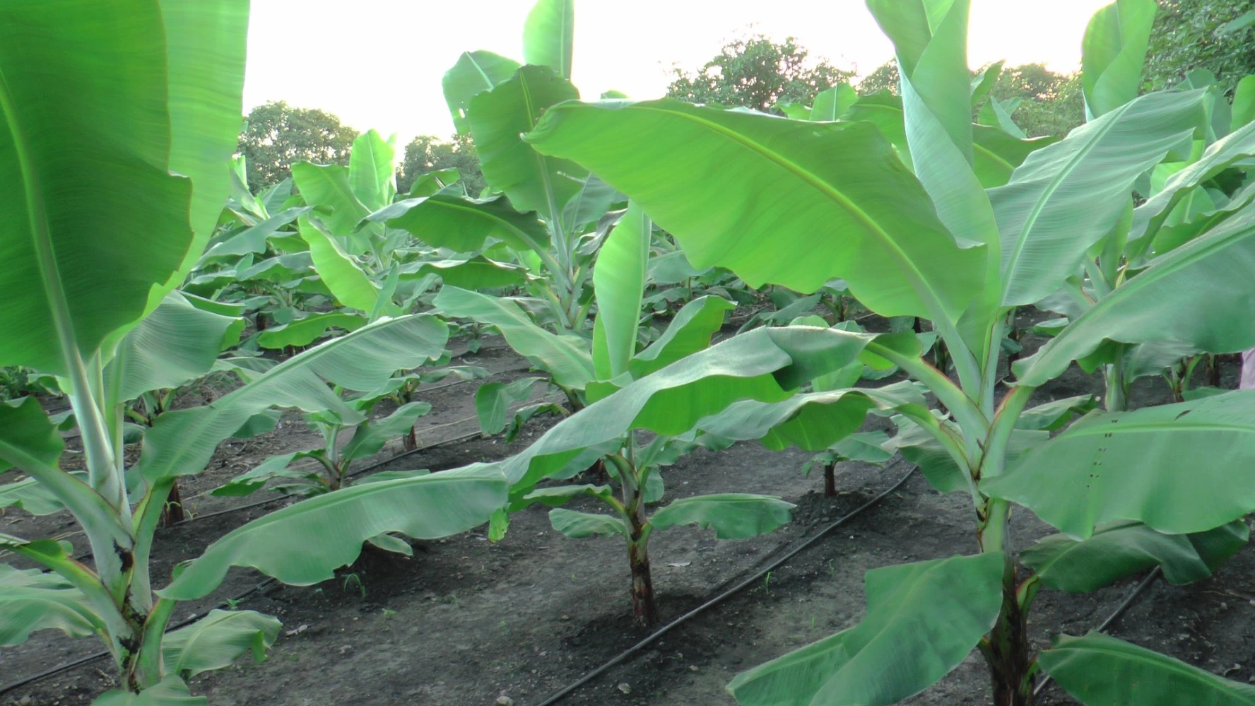 banana stem problem leaf problem yellow leaf growth slow small leaf