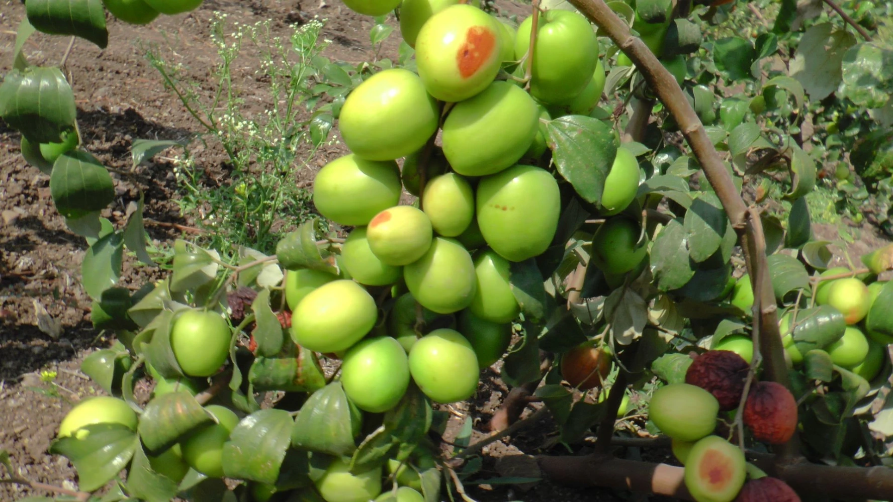 apple ber size quality quantity humalite plant growth promoter