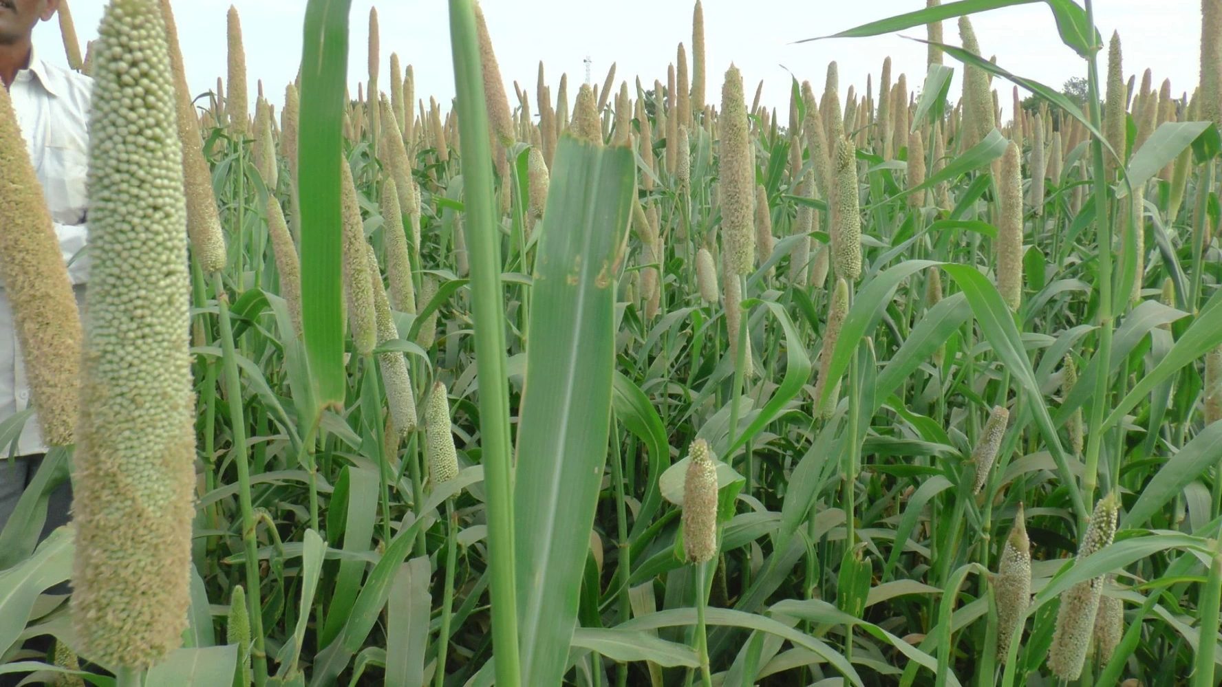 Bajra humalite root application