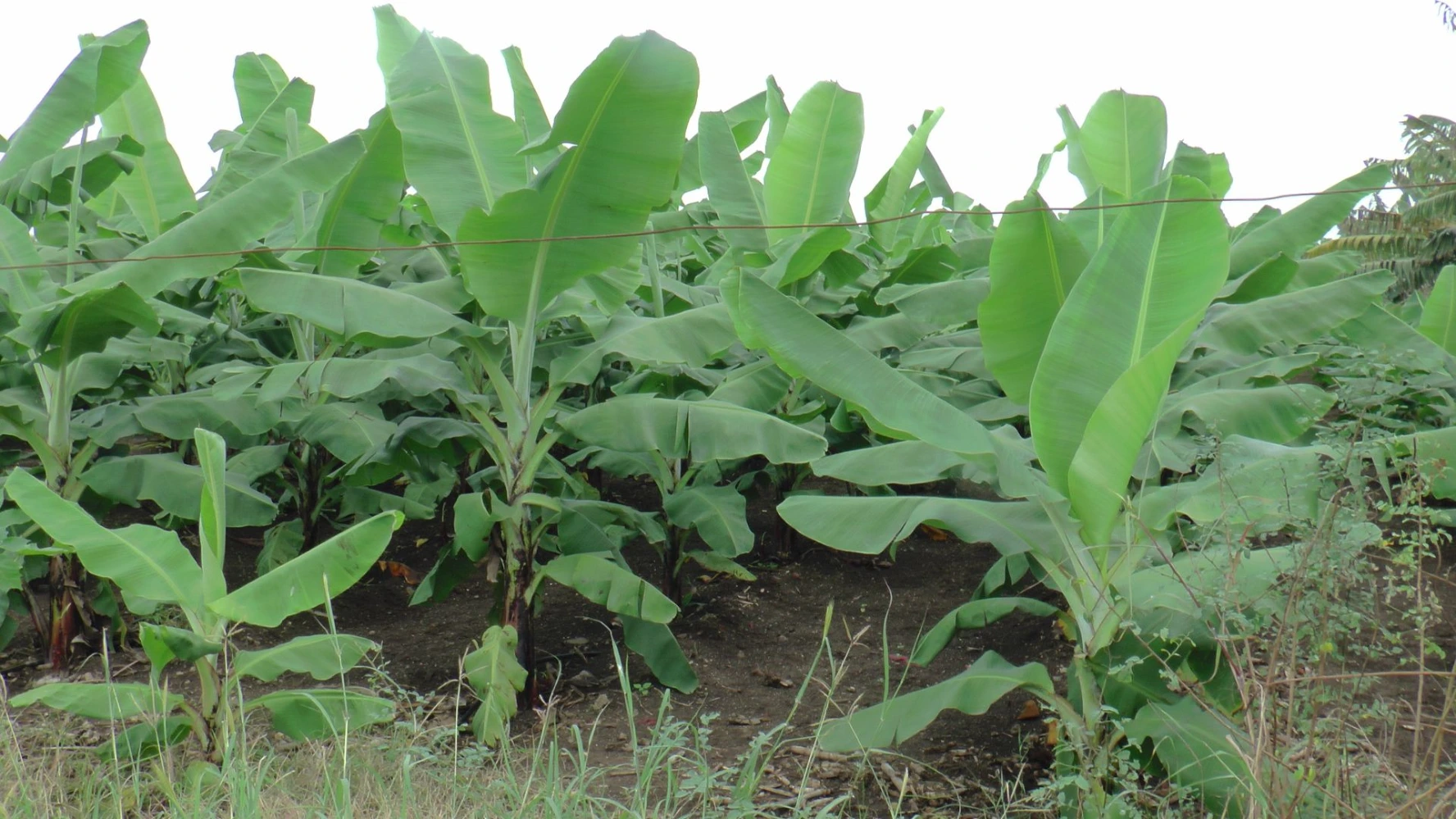 best result humalite tonic pgr alternate black amrut humalite 