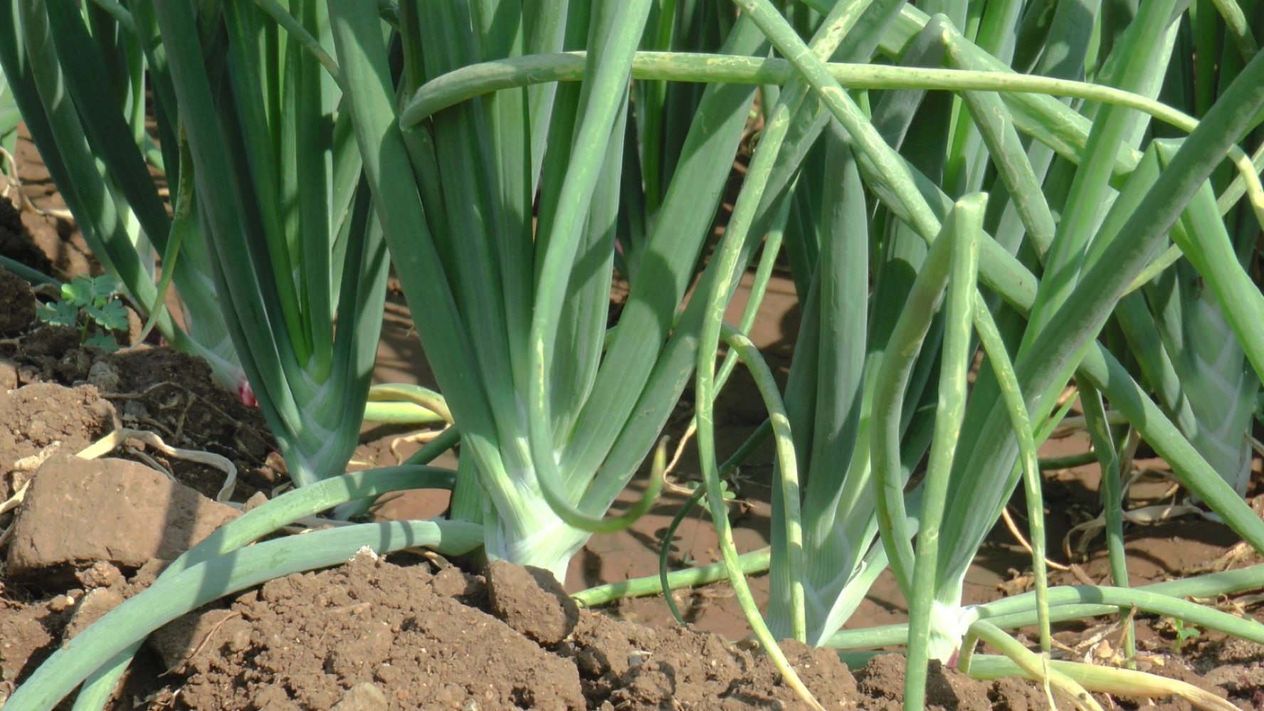 growth in onion trmeric small size big weight high yeild onion tonic