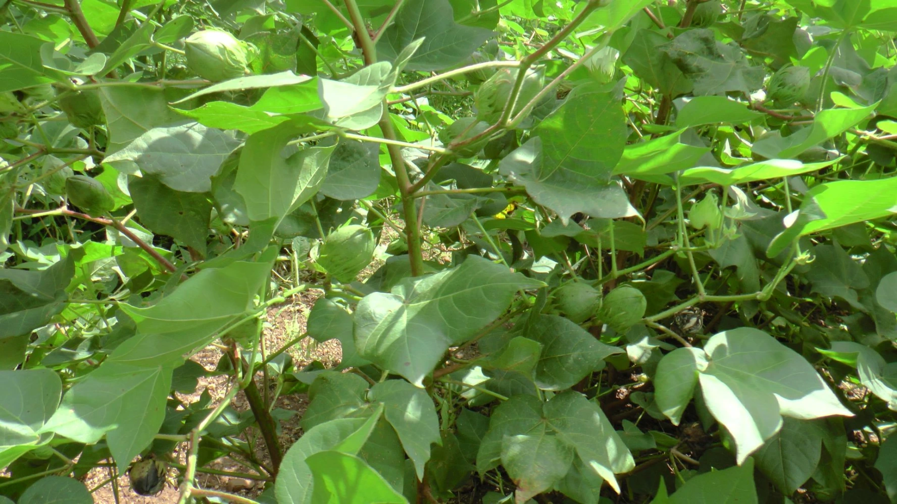 cotton ball setting humalite