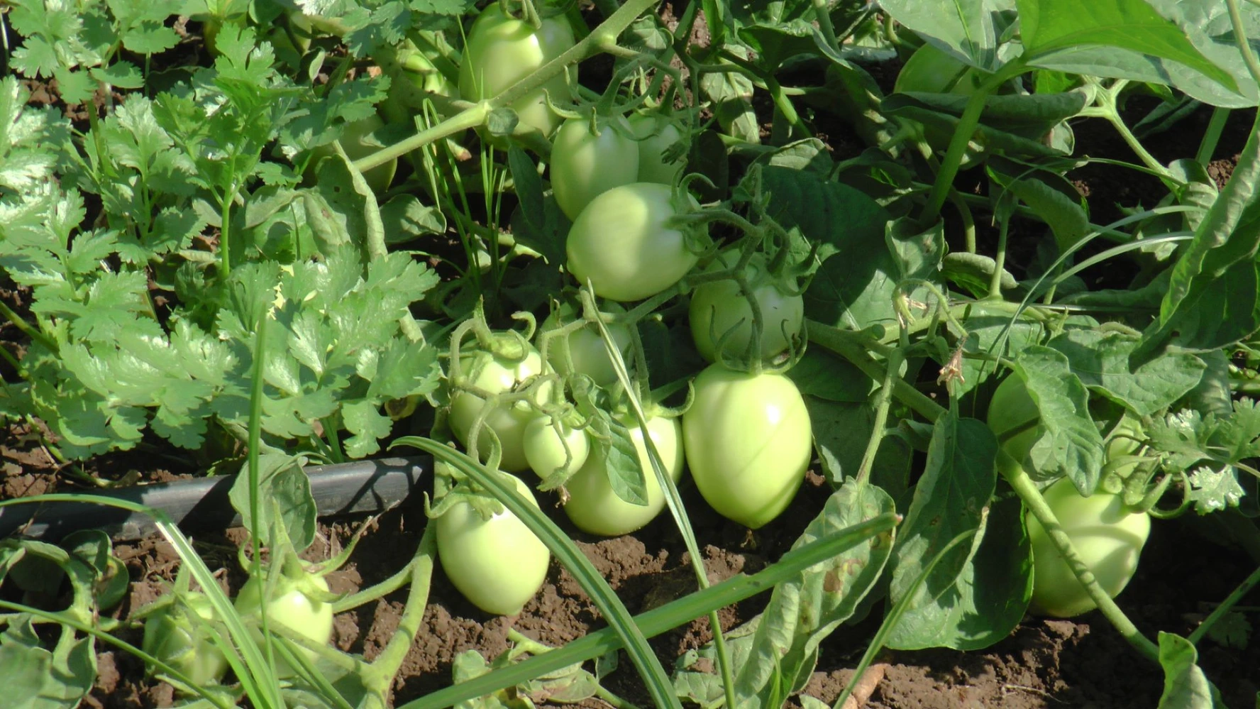 tomato size weight shine humalite root application