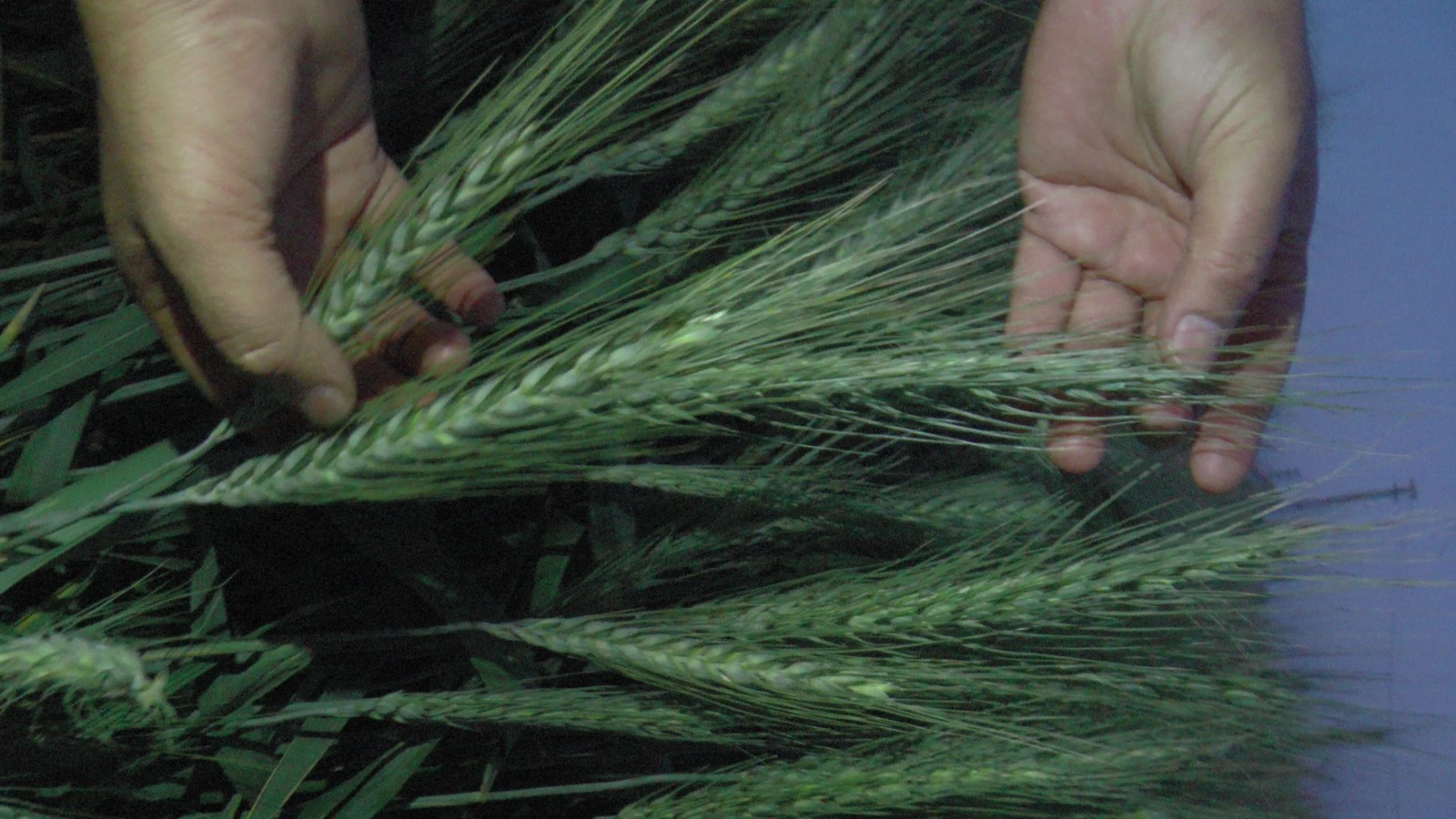 wheat size grain quality humalite result drench