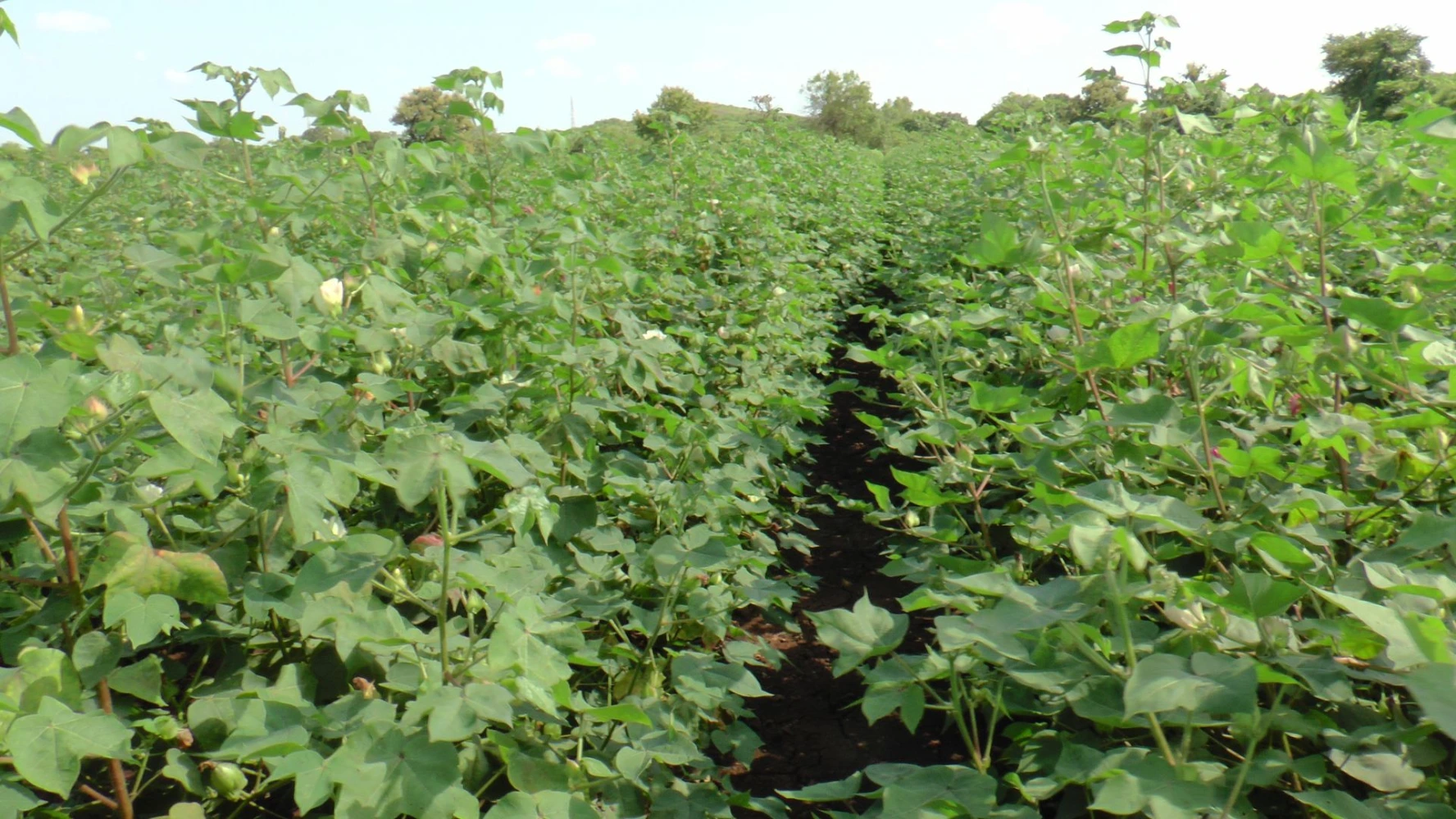 Cotton lateral growth humalite root application