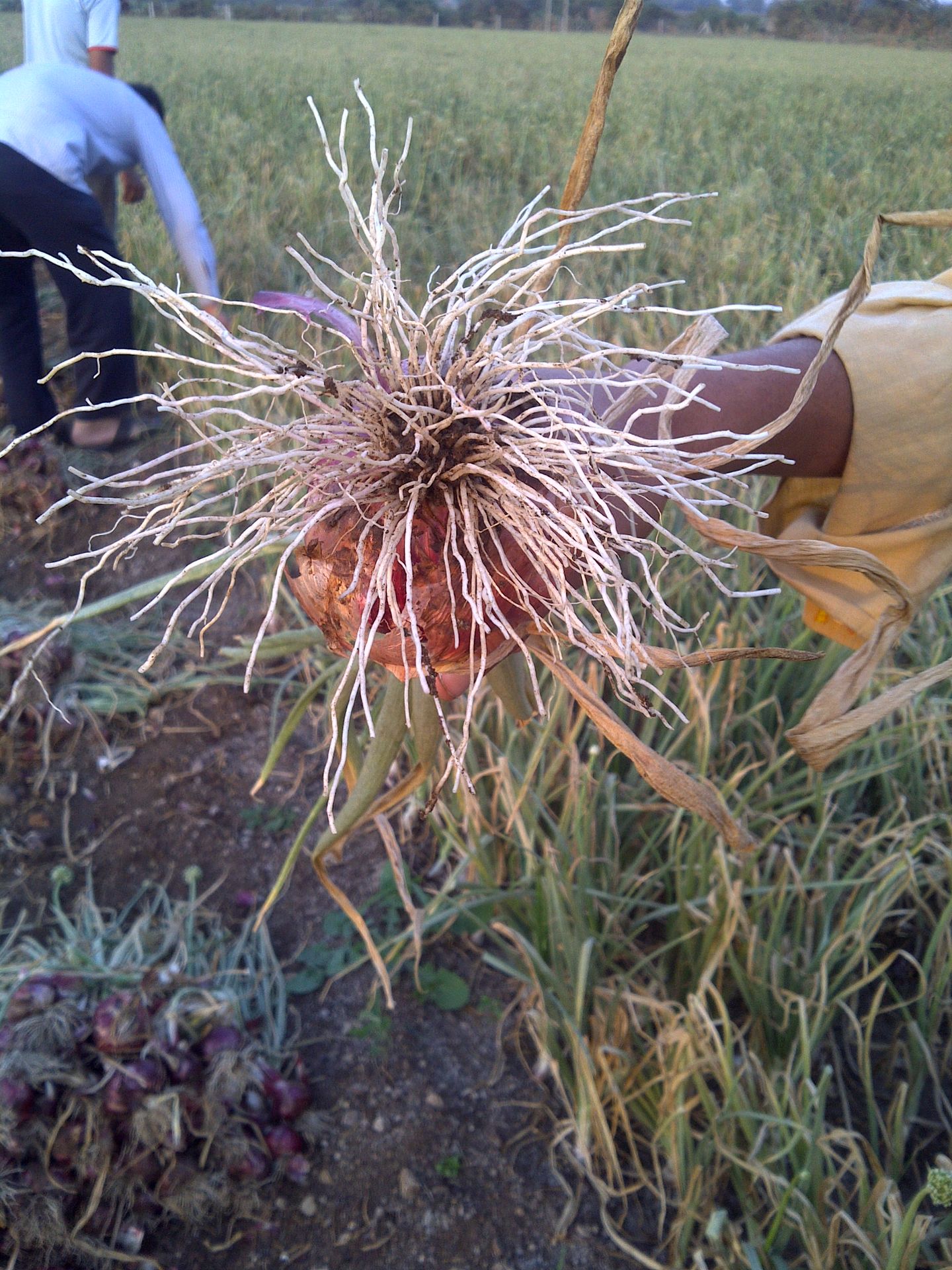 onion roots humalite result