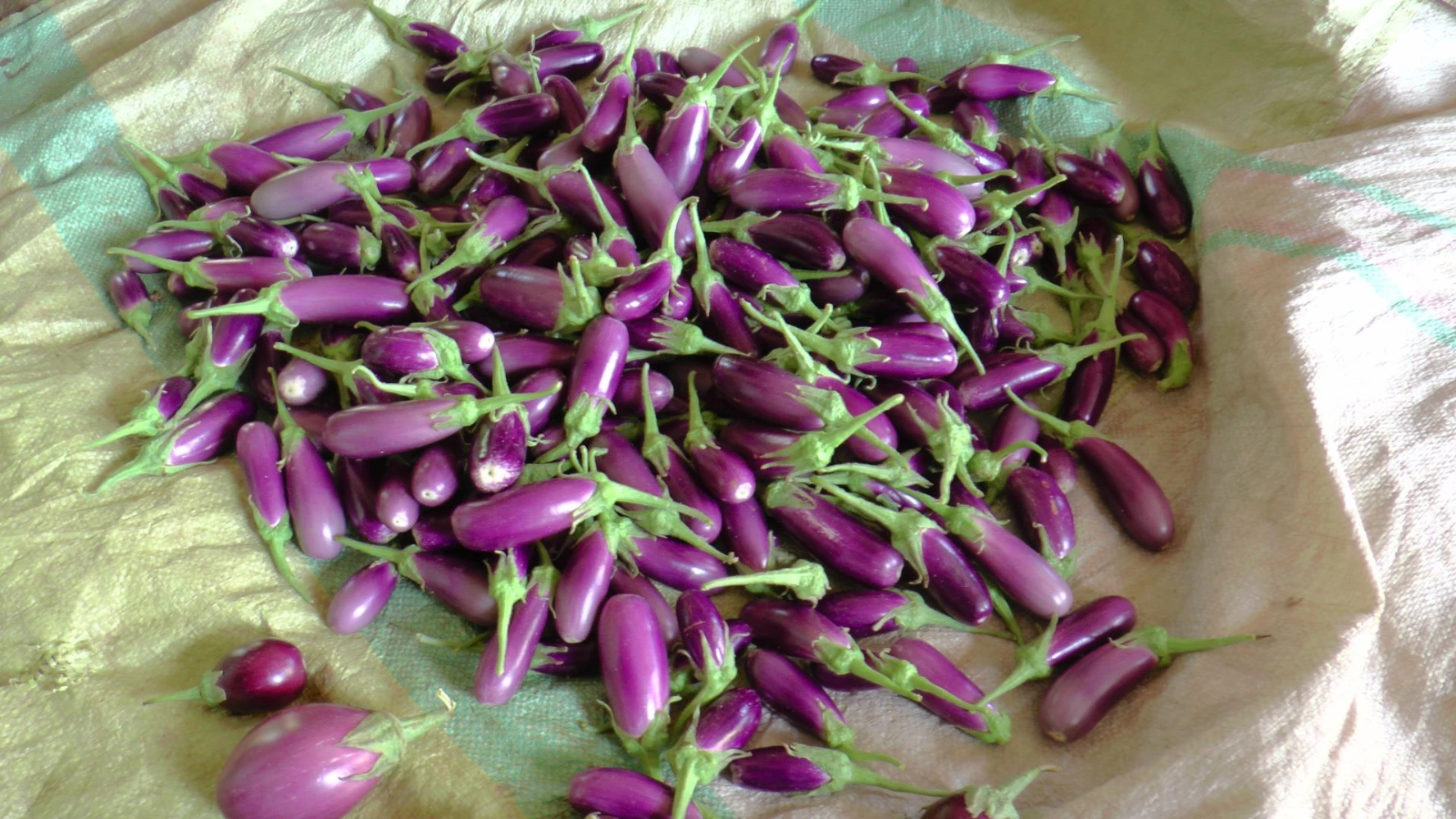 size quality result dropping issue size issue growth problem flowering low