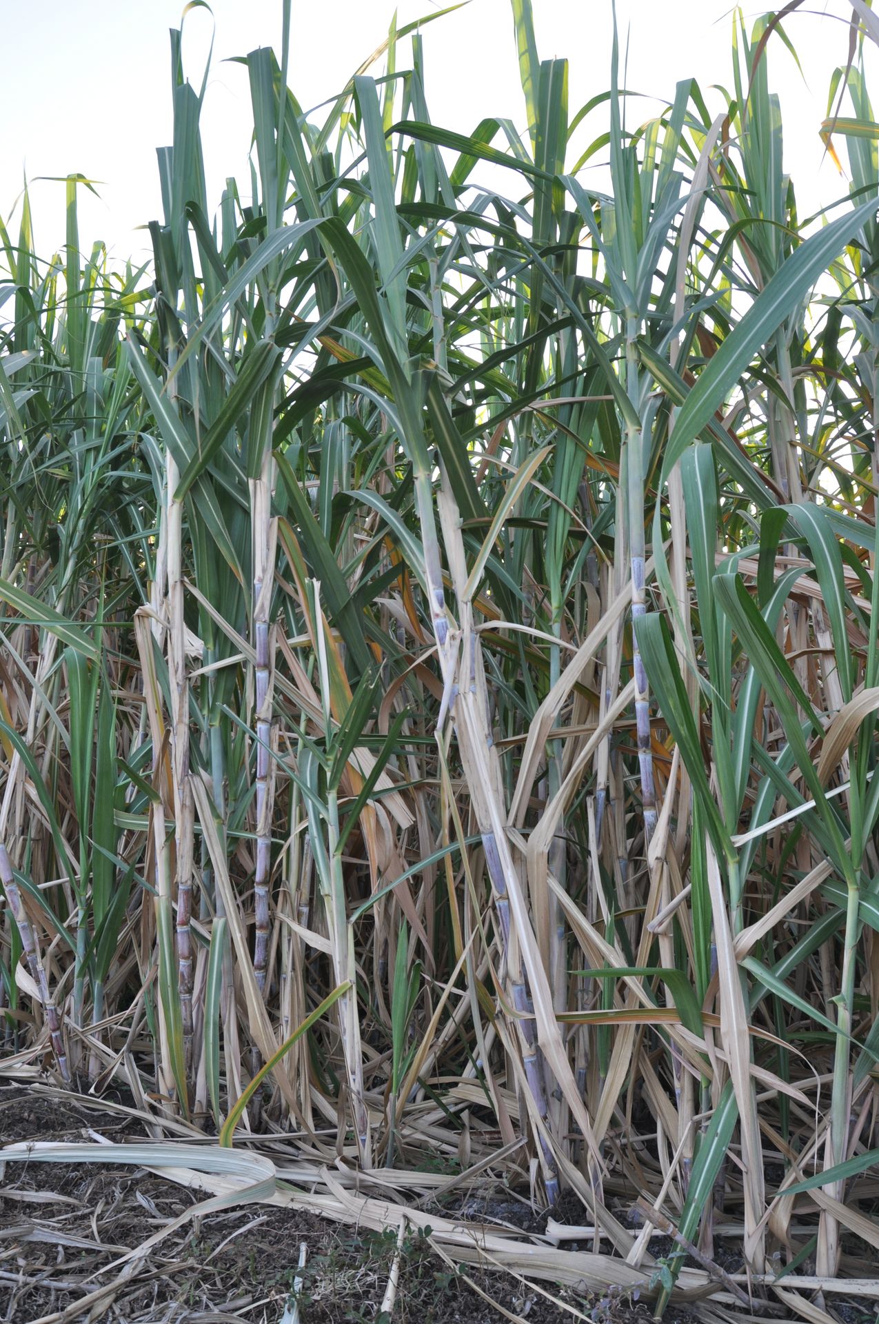 sugarcane thickess humalite