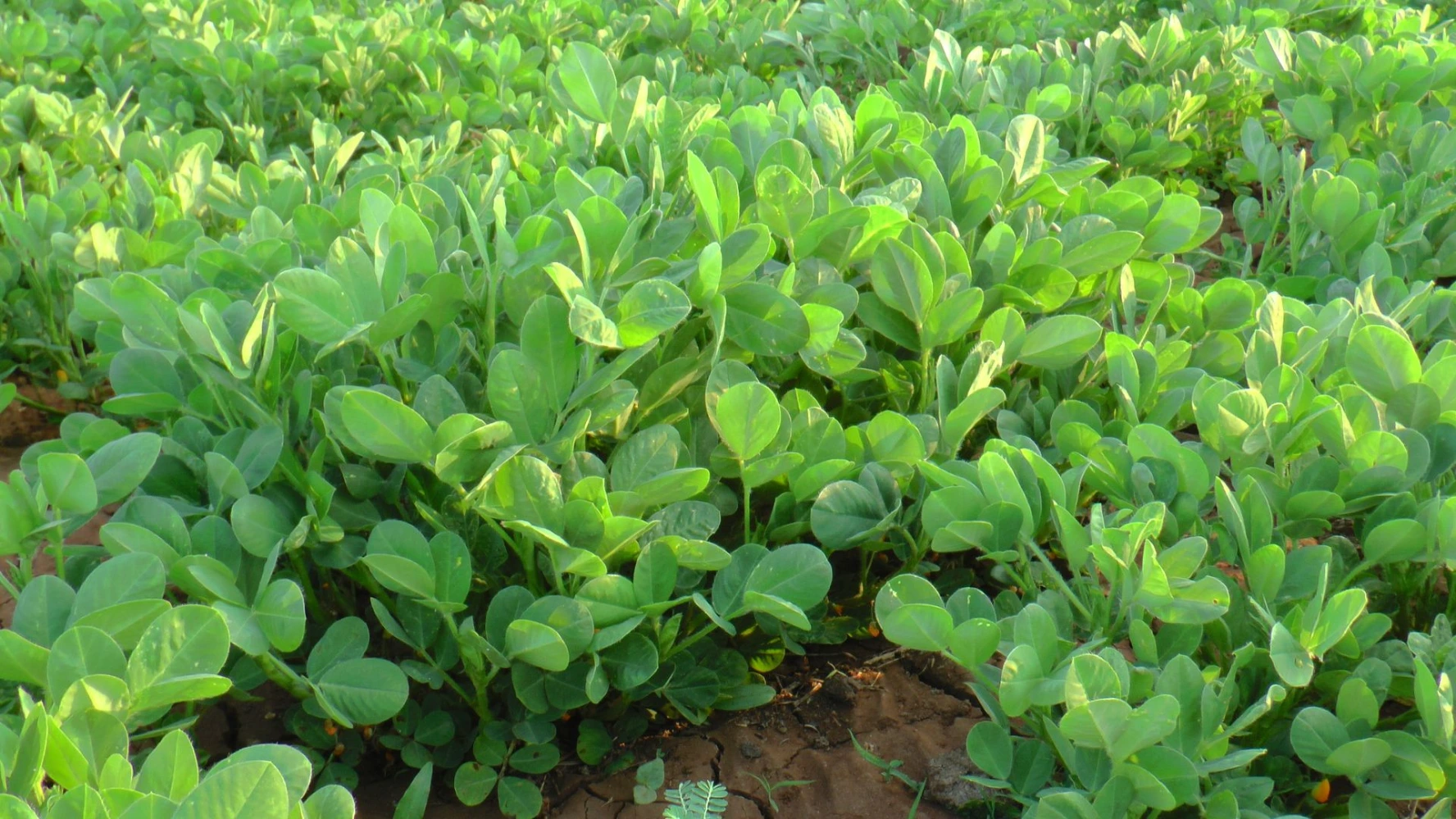 mungfali quality green uniform humalite