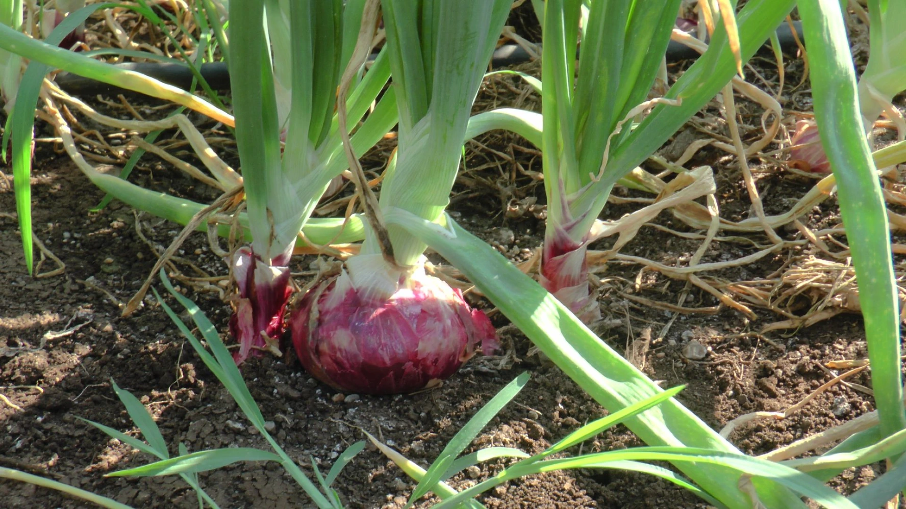 onion bulb size leaf problem wilt solution humalite
