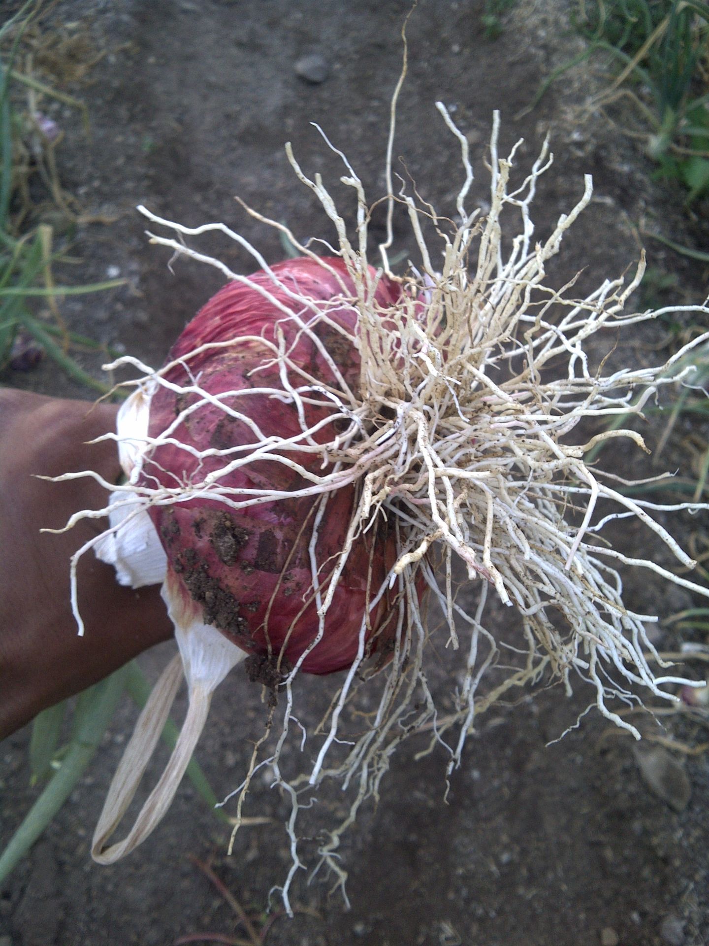 onion bulk size color roots best production