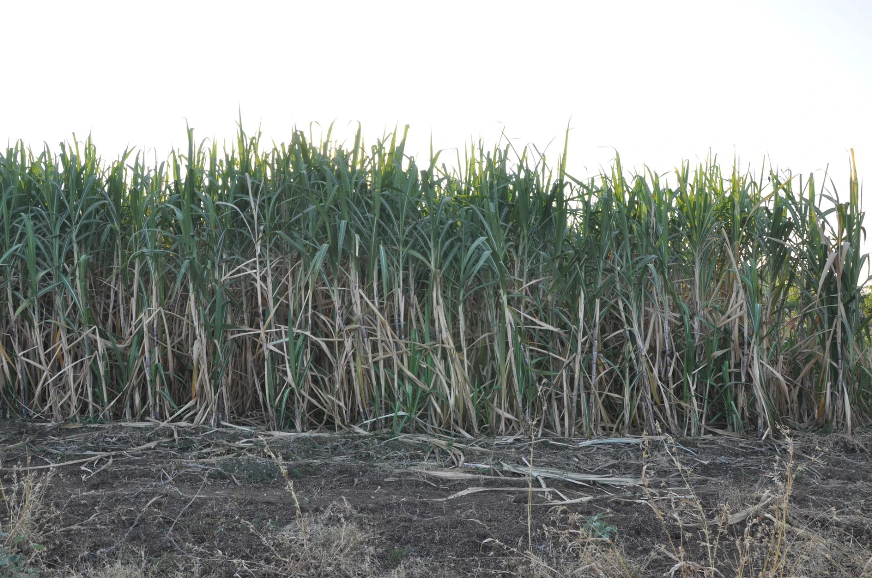 sugarcane growth issue pest rot borrer top borrer
