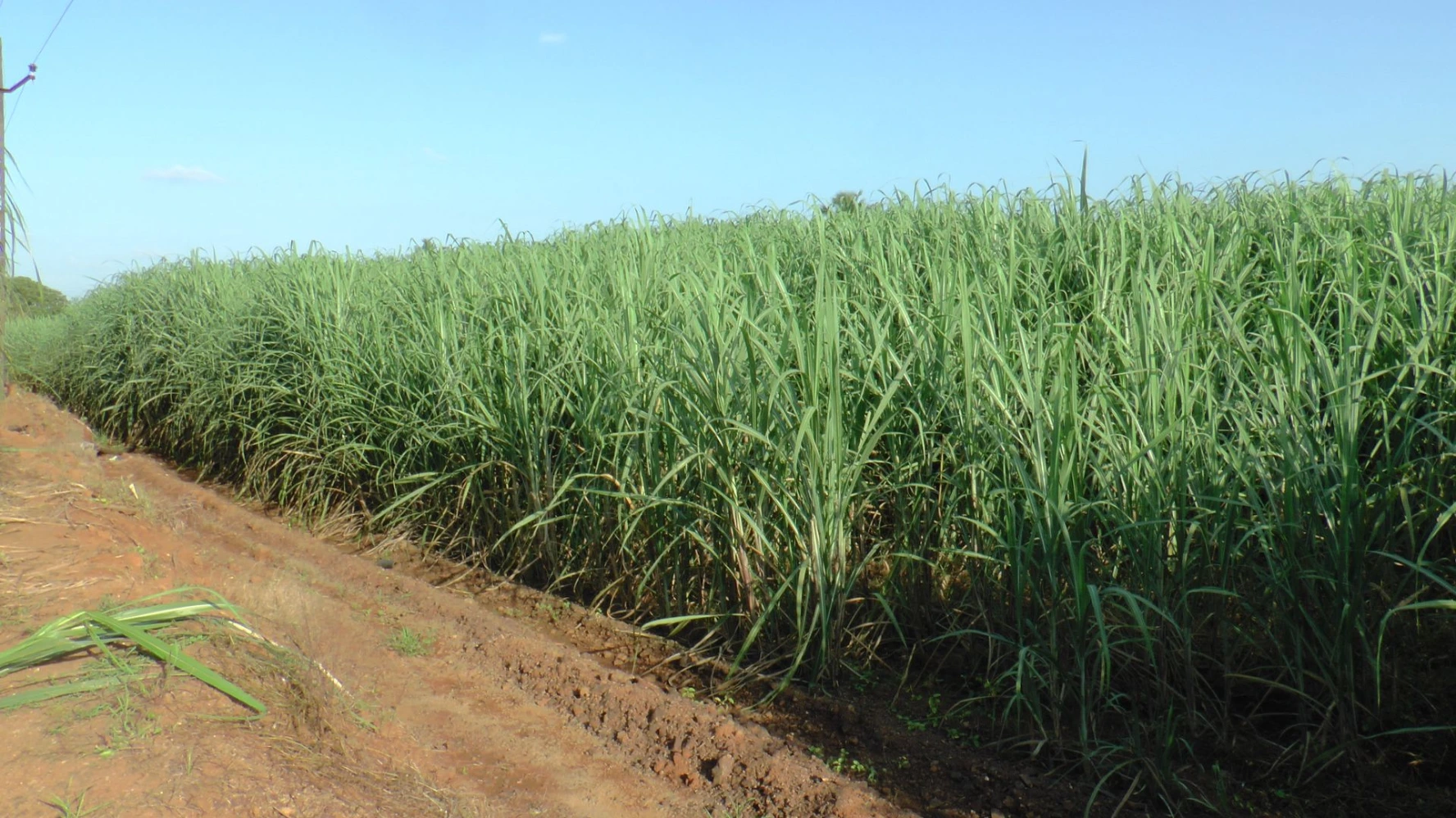 sugarcane uniform growth humalite fertilizer