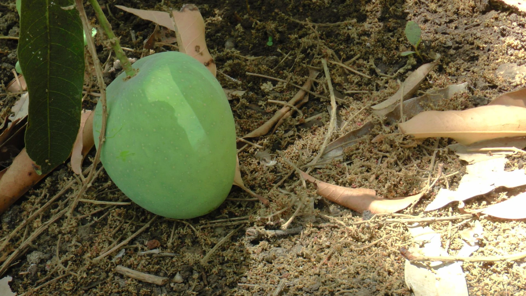 Mango size weight humalite 3 spray