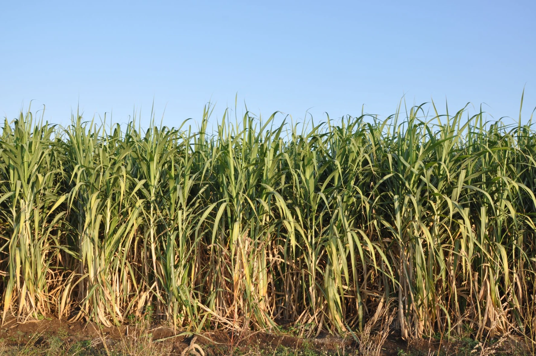 sugarcane growth humalite