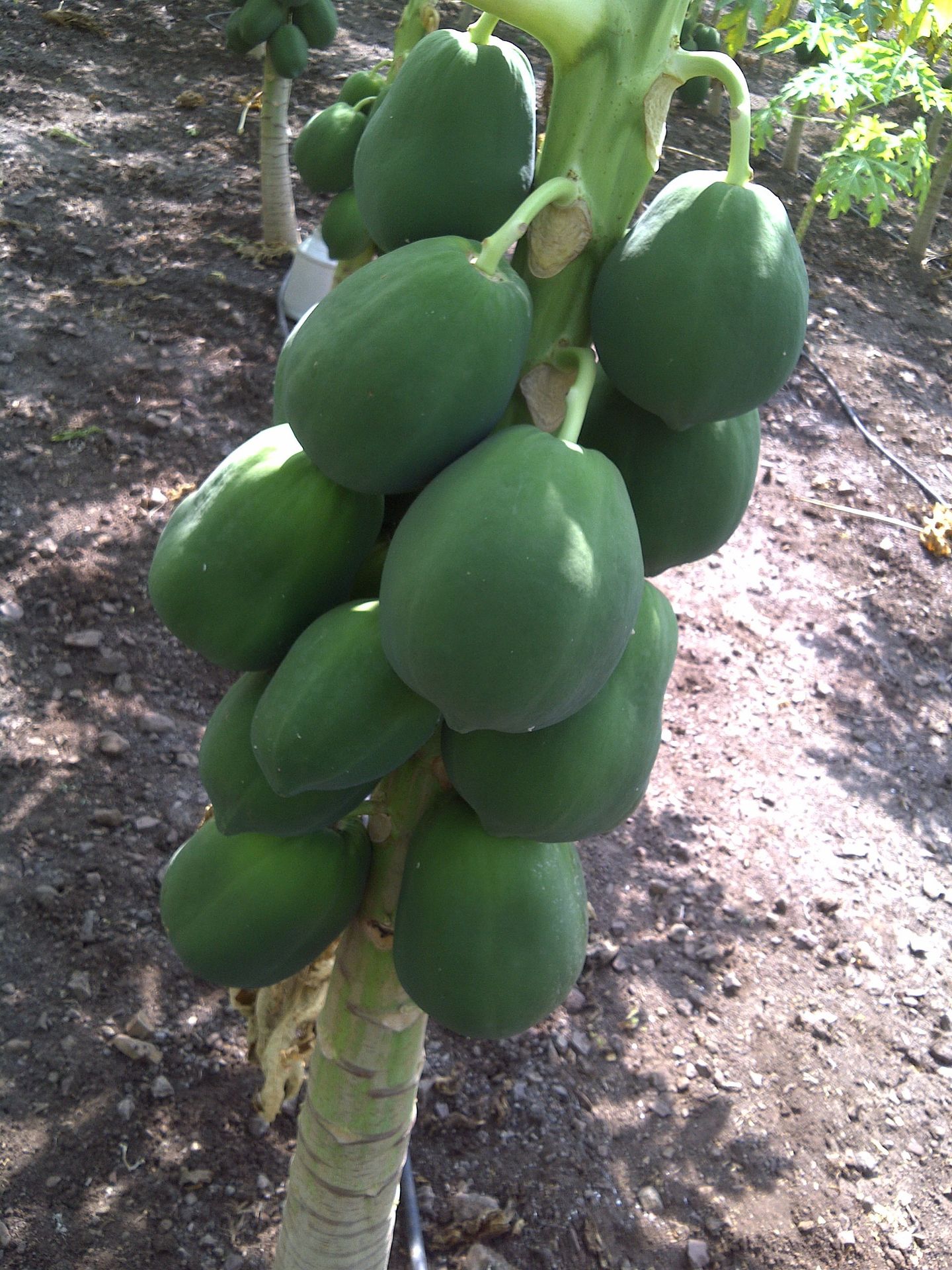 banana stem problem leaf problem yellow leaf growth slow small leaf