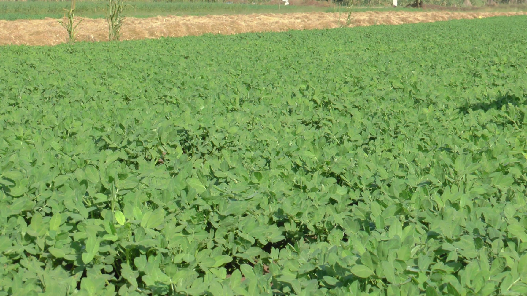 ground nut quality leaf size greenery problem