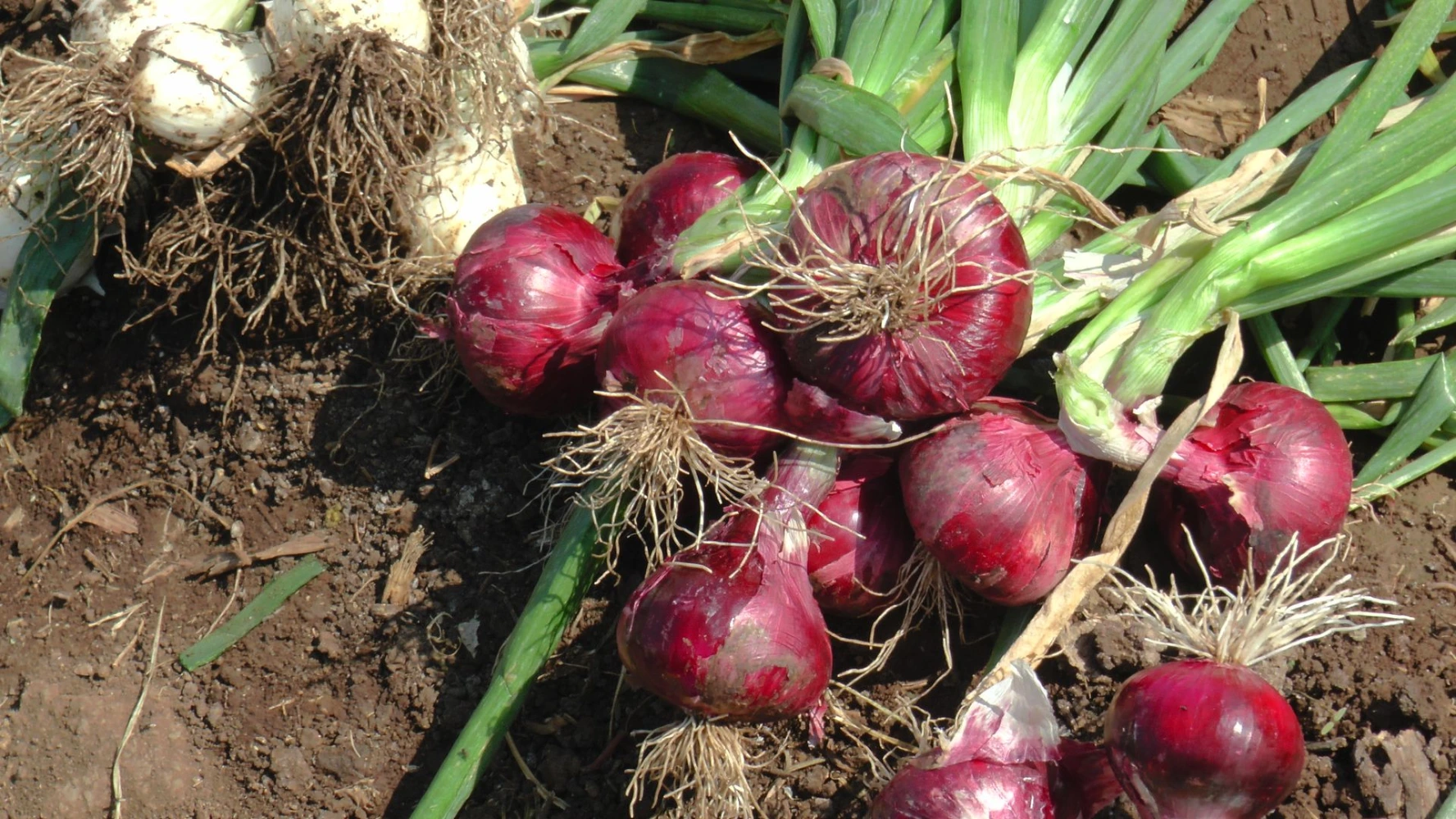 red big onion humalite result solution size quality quantity production safe organic fco approved