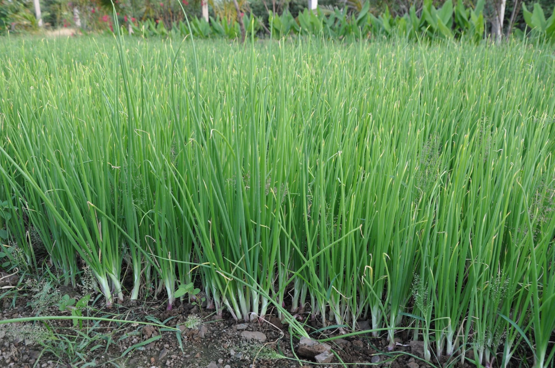 onion nursurry quality growth issue wilt problem nutrient deficiency ai onion quality