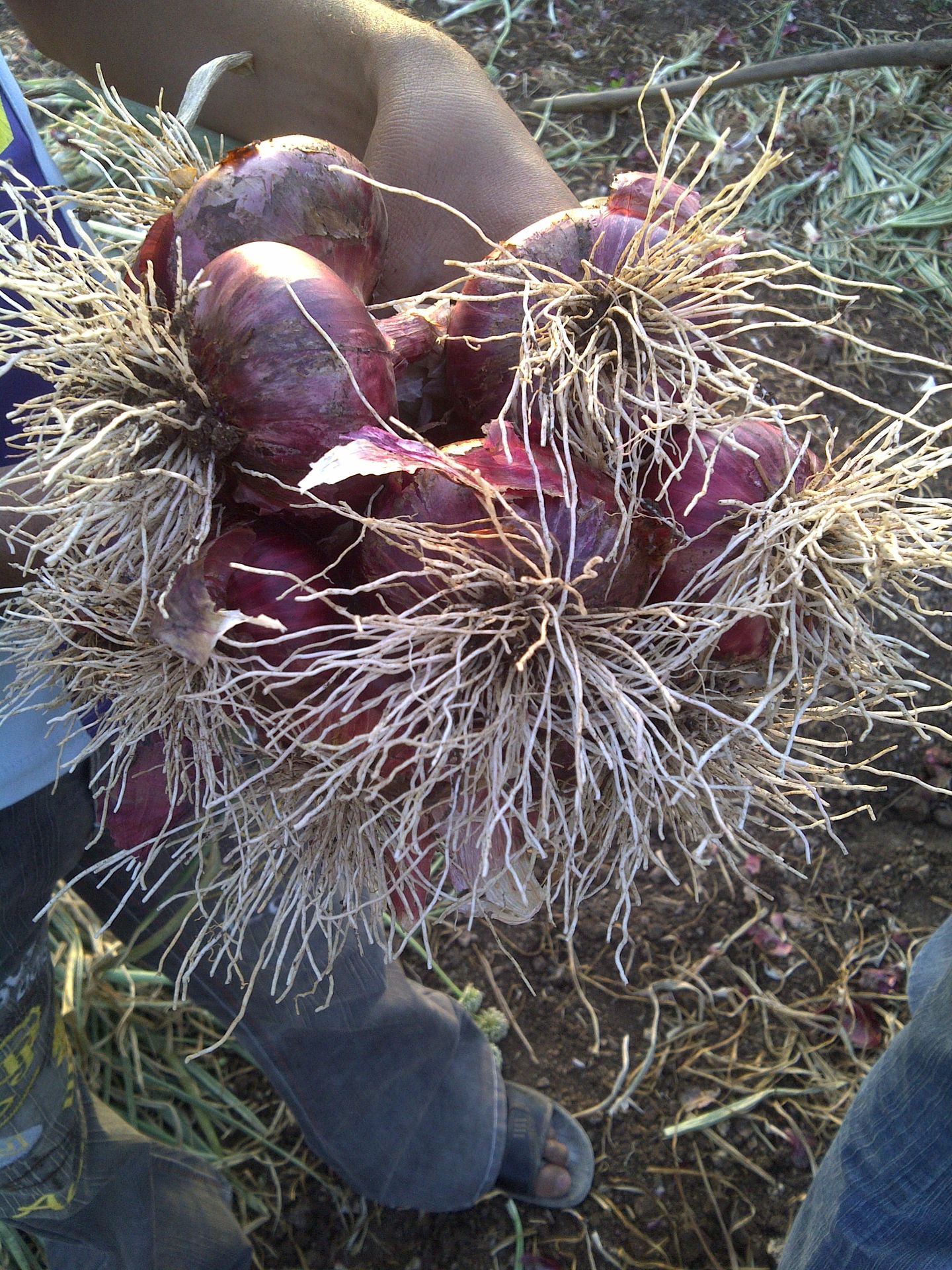 onon root quality small leaf thick leaf burning leaf solution humalite alternate fugamrut