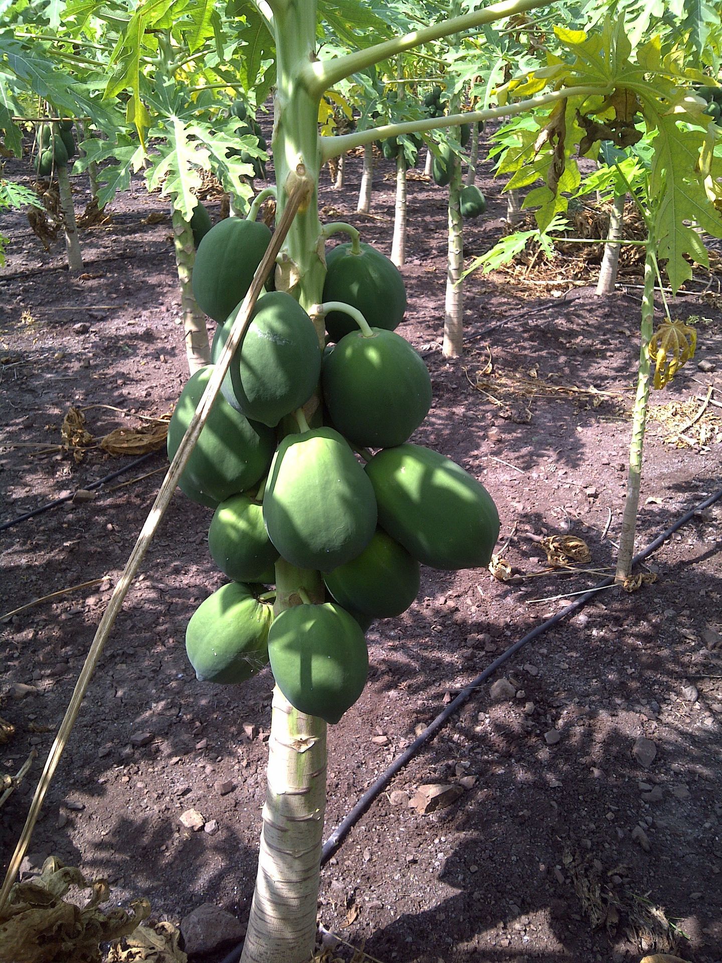 papaya stem size fruit size quality weight issue solution humalite