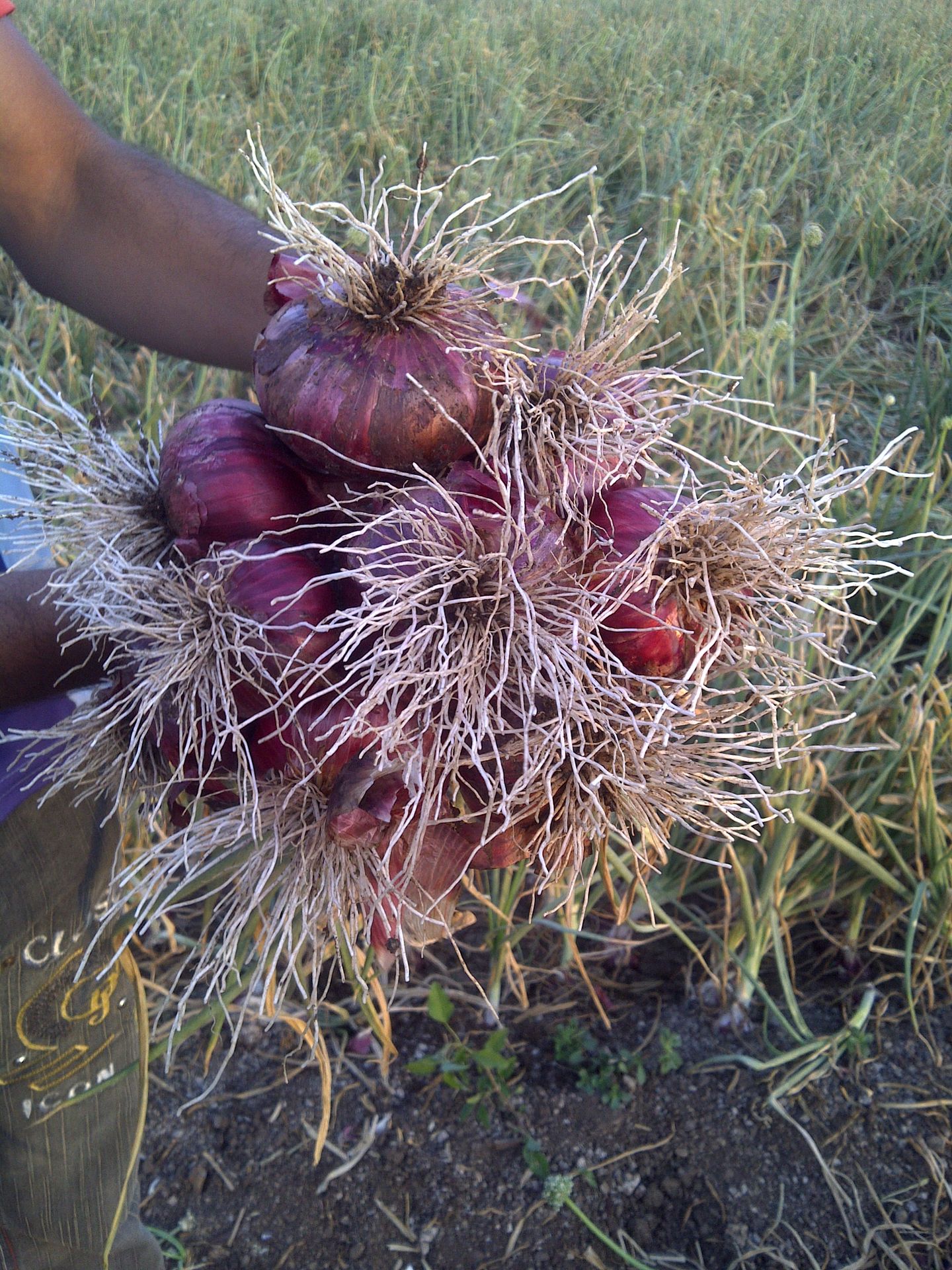 onion roots size production problem solution