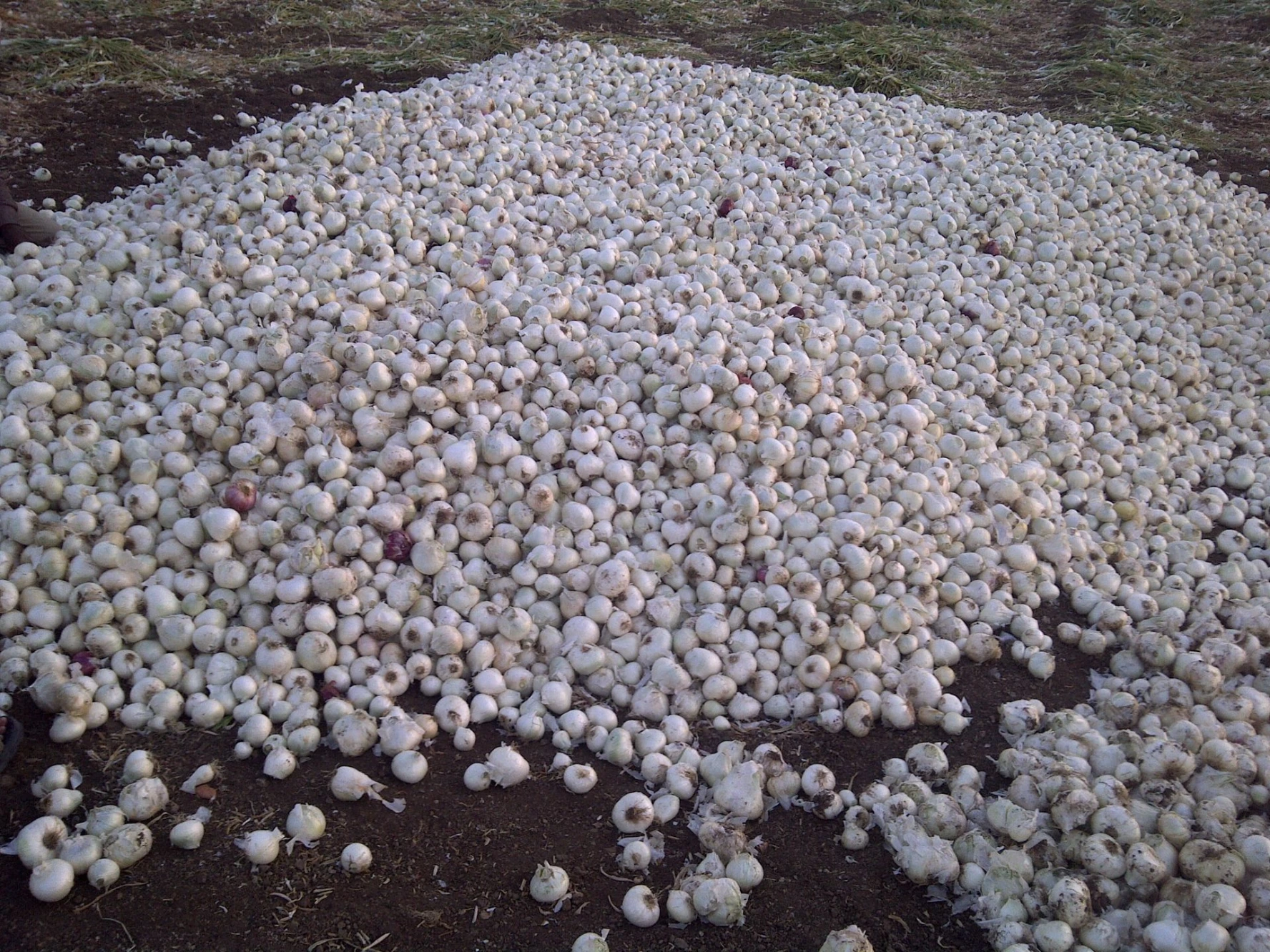 white onion production humalite result