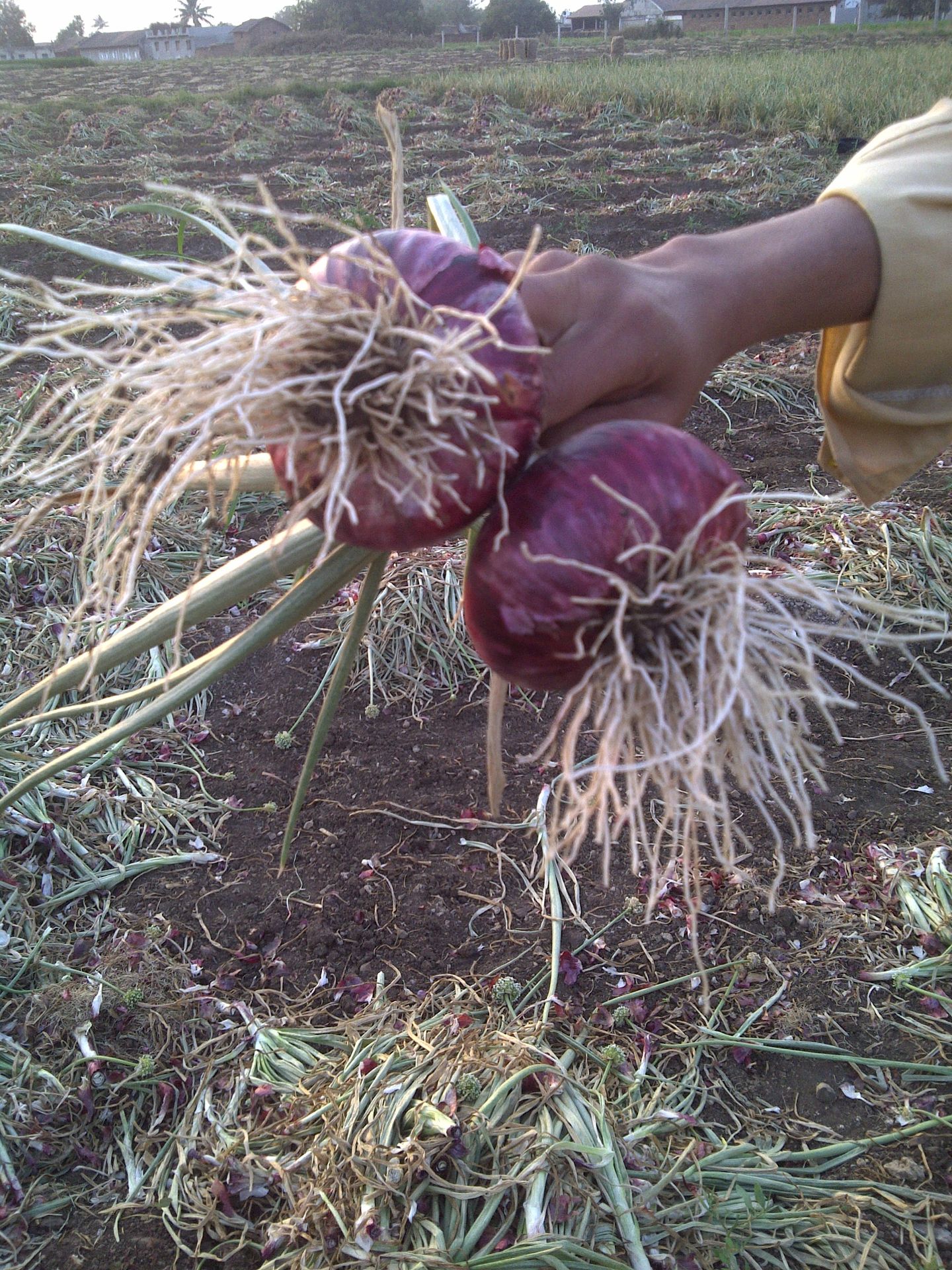 Onion bulk size humalite result