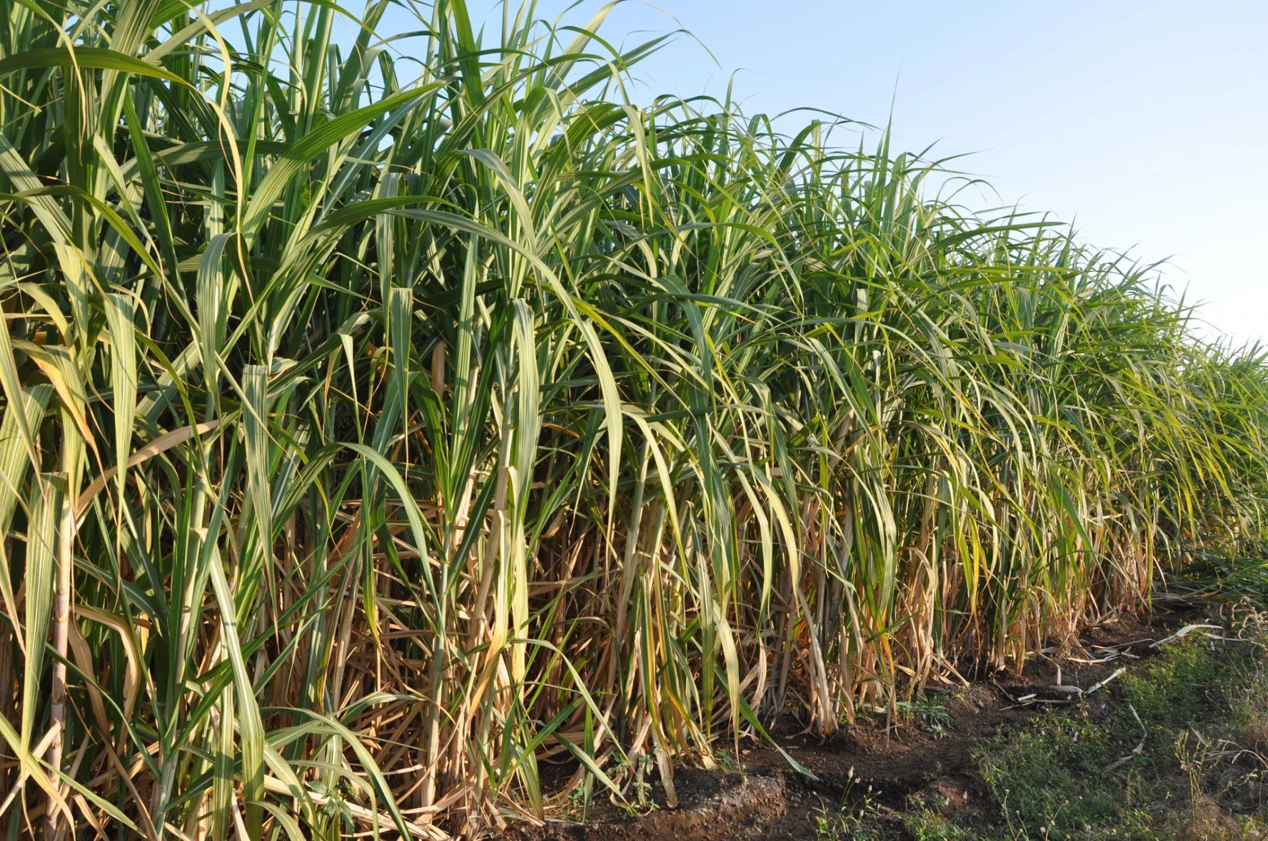 sugarcane stem problem leaf problem yellow leaf growth slow small leaf